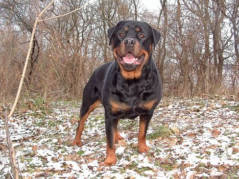 Brutus