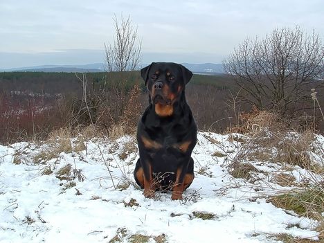 Brutus