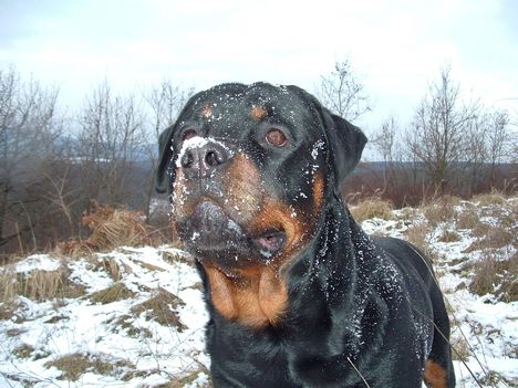 Brutus