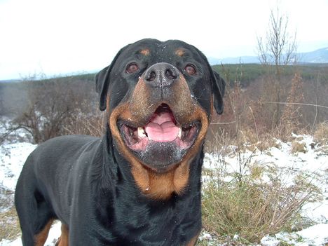 Brutus