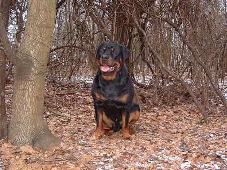 Brutus