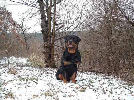 Brutus