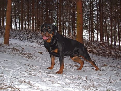 Brutus 