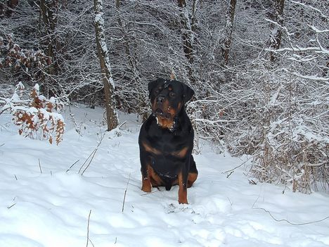 Brutus 