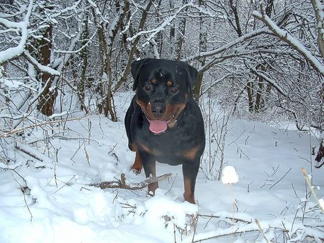 Brutus 
