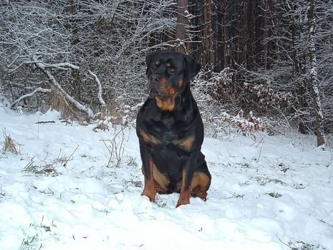 Brutus