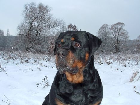 Brutus 