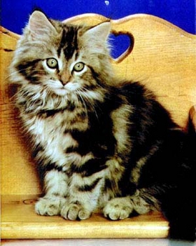 cila