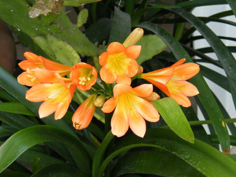 Clívia