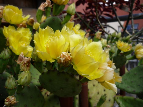 Csodálatos kaktusz-virág