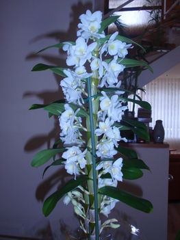 dendrobium nobile apollon