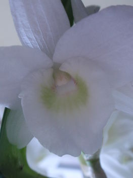dendrobium virága közelről
