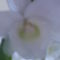 dendrobium virága közelről