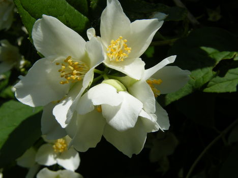 DSCF7606