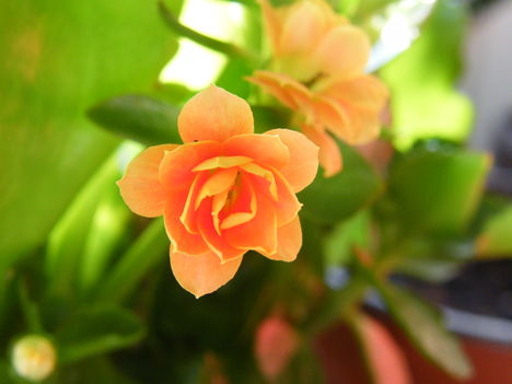 DSCF7775
