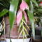 DSCF9644