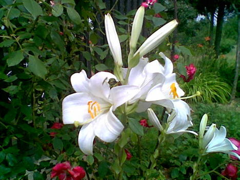 feherliliom
