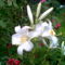 feherliliom