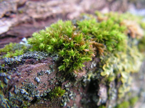 Moss