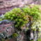 Moss