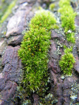 Moss 2