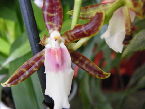 Orchidea