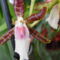 Orchidea