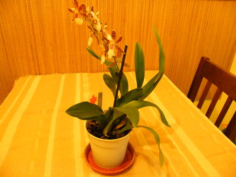 Orchidea