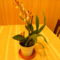 Orchidea