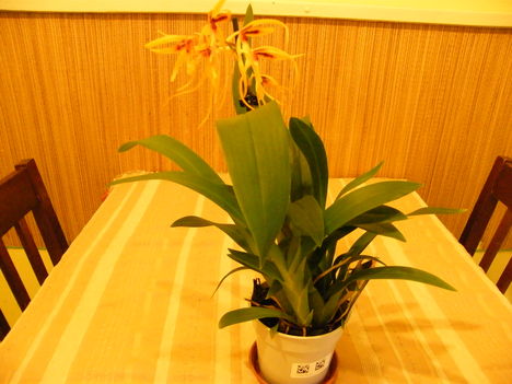 Orchidea