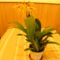 Orchidea