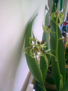Orchidea