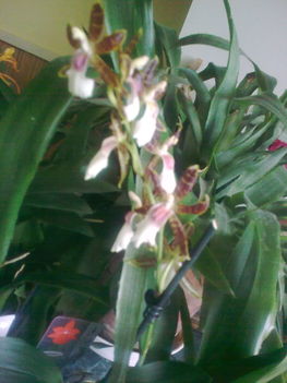 Orchidea