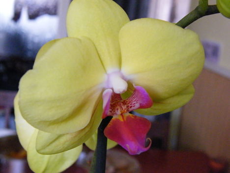 Orchidea