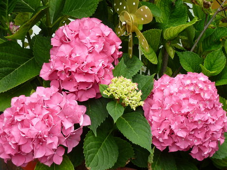P1060105