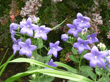 P1060145