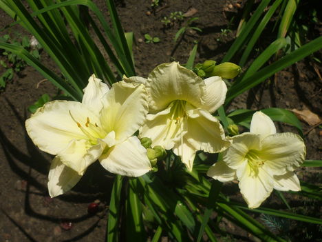 P1060323
