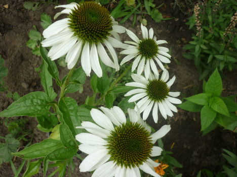 P1060386
