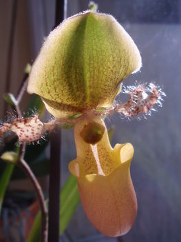 paphiopedilum