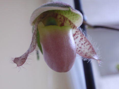 paphiopedilum-nyílik