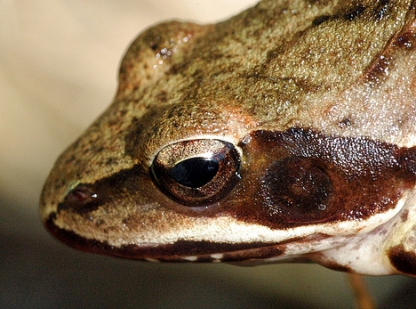 portré