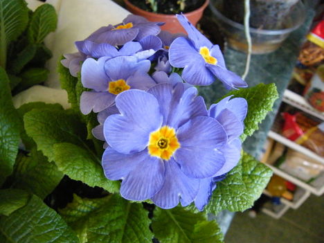 Primula