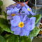 Primula