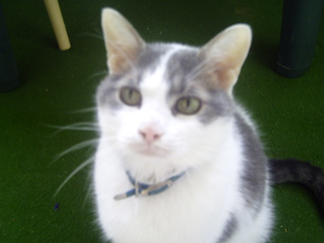 Róza, aki fiú (volt)