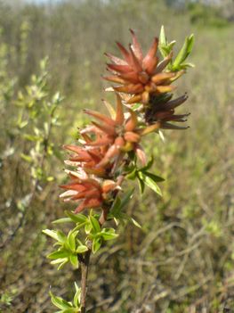 salix rosmarinifolia 1