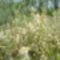 salix rosmarinifolia 3