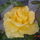 sárga rózsa gyönyörű