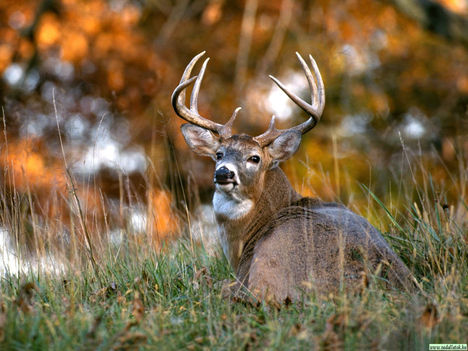 szarvas_deer24