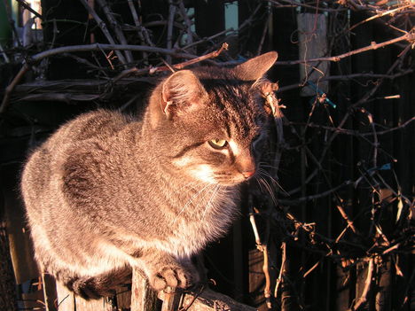 The attacker