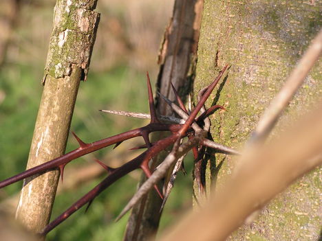 Thorn
